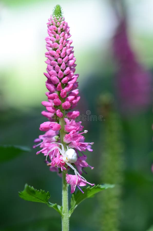 Araignée blanche minuscule de crabe sur la tête de fleur rose images stock Araignée blanche minuscule de crabe sur la tête de fleur rose images stock
