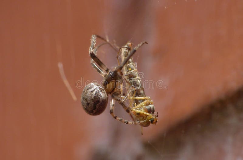 Araignée contre la mouche - tir haut étroit de macro photo stock Araignée contre la mouche - tir haut étroit de macro photo stock