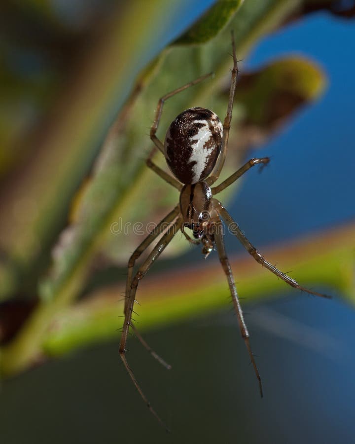 Araignée d'argent, triangularis de Linyphia photo stock Araignée d'argent, triangularis de Linyphia photo stock