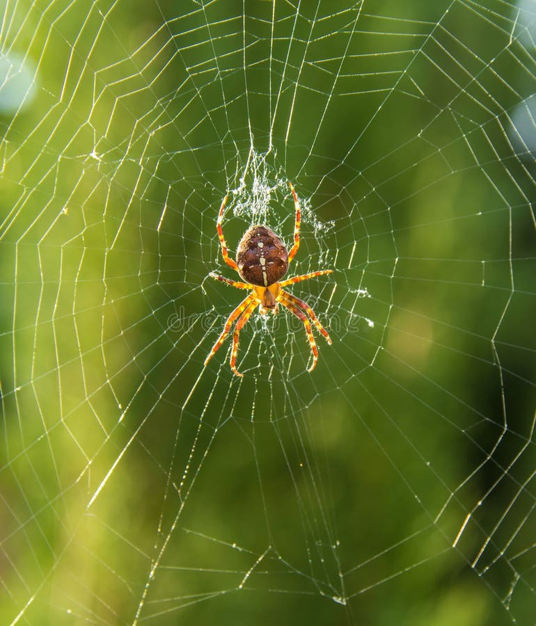 Araignée de jardin européenne, diadematus d'Araneus en Web à l'heure d'or images libres de droits Araignée de jardin européenne, diadematus d'Araneus en Web à l'heure d'or images libres de droits
