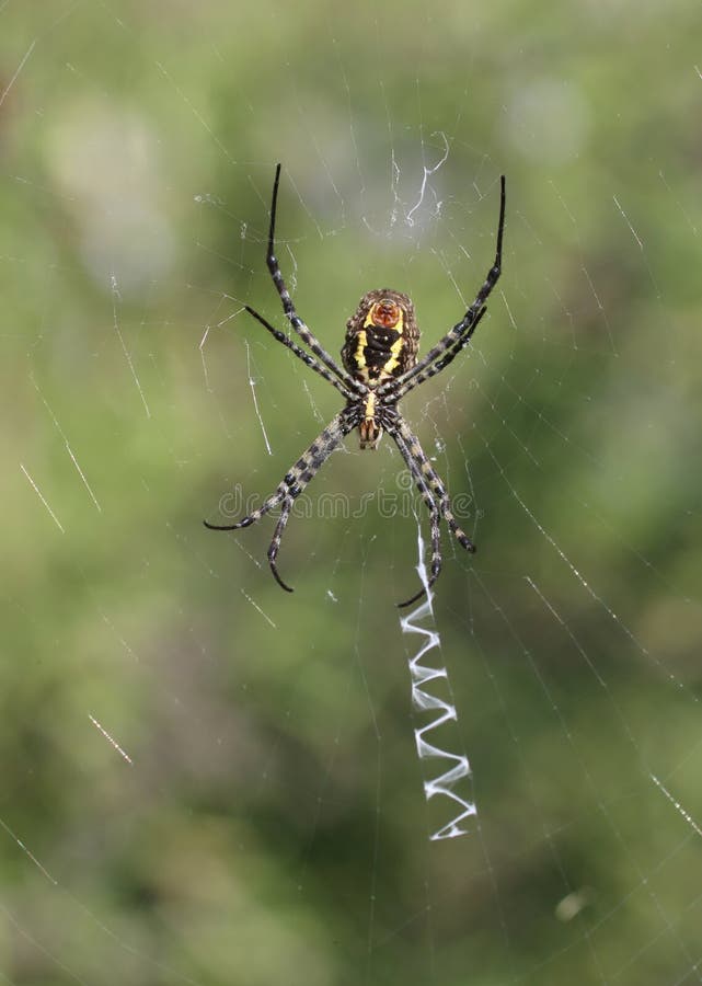 Araignée de jardin réunie et x28 ; Trifasciata& x29 d'Argiope ; se repose au centre du Web et attend une victime photographie stock libre de droits Araignée de jardin réunie et x28 ; Trifasciata& x29 d'Argiope ; se repose au centre du Web et attend une victime photographie stock libre de droits