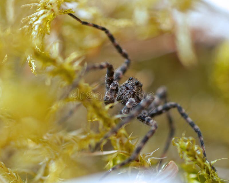 Araignée de loup, PS de Lycosidae images stock Araignée de loup, PS de Lycosidae images stock