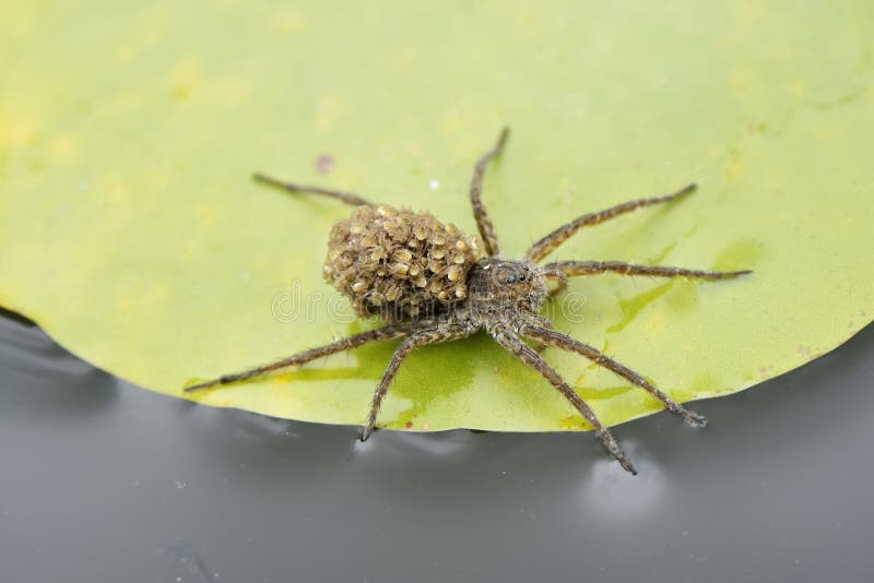 Araignée de mère avec des bébés photographie stock Araignée de mère avec des bébés photographie stock