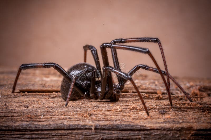 Araignée de veuve noire photographie stock Araignée de veuve noire photographie stock