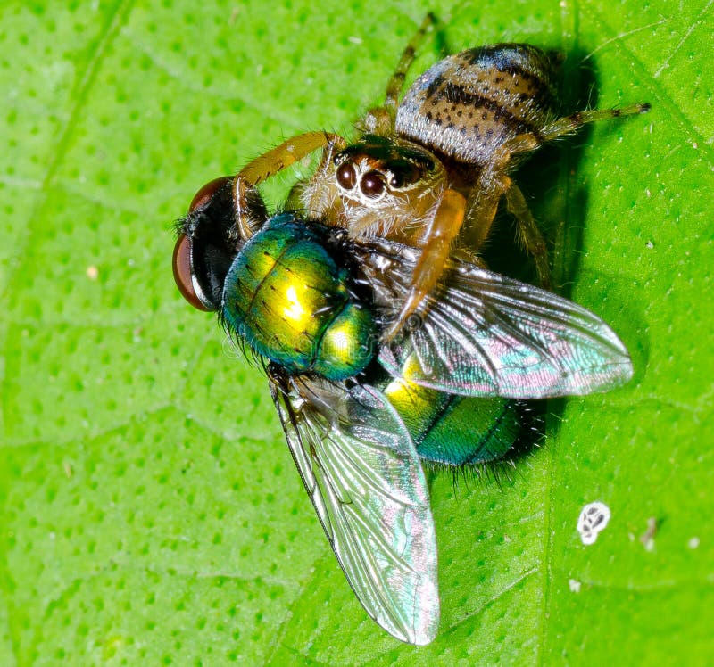Araignée sautante avec la proie images libres de droits Araignée sautante avec la proie images libres de droits