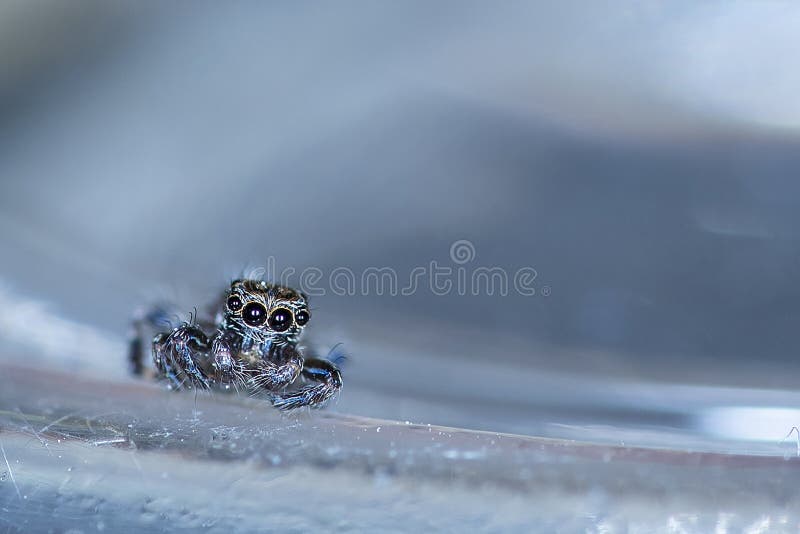 Araignée sautante mignonne se reposant sur la surface en verre photo stock Araignée sautante mignonne se reposant sur la surface en verre photo stock