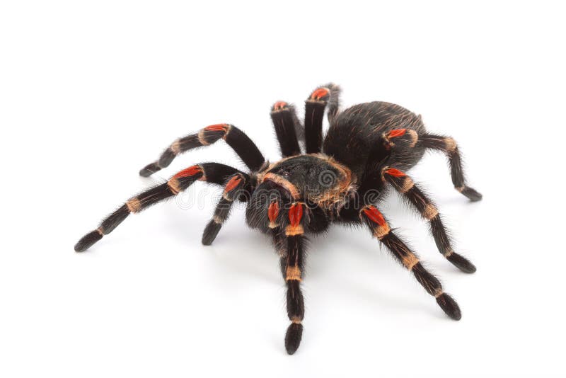 Tarantula spider, Brachypelma Boehmei, on white background. Tarantula spider, Brachypelma Boehmei, on white background