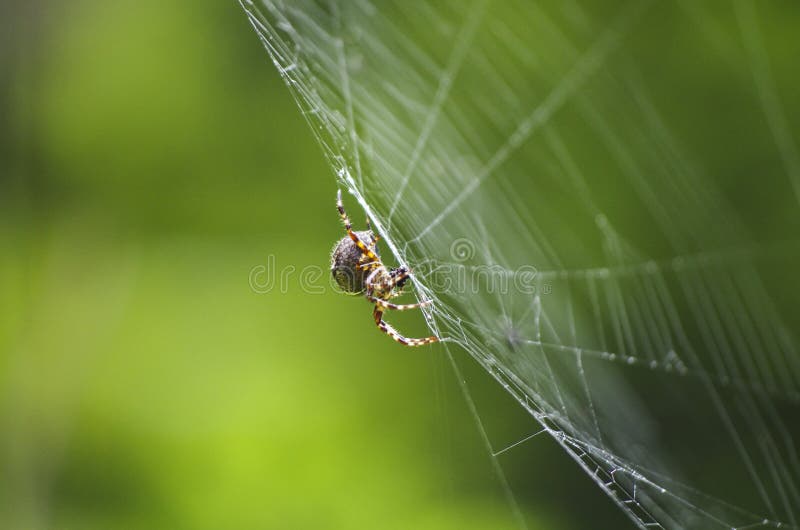 Araignée sur sa proie photographie stock libre de droits Araignée sur sa proie photographie stock libre de droits