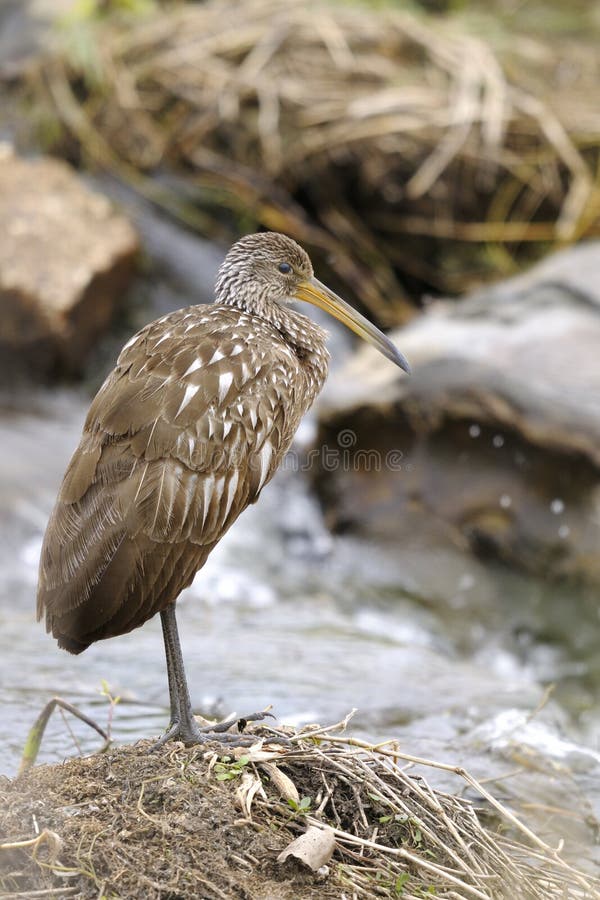 Aramus guarauna, limpkin standing at stream