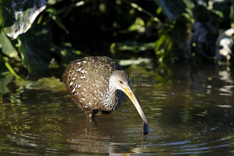 Aramus guarauna, limpkin walking and eating