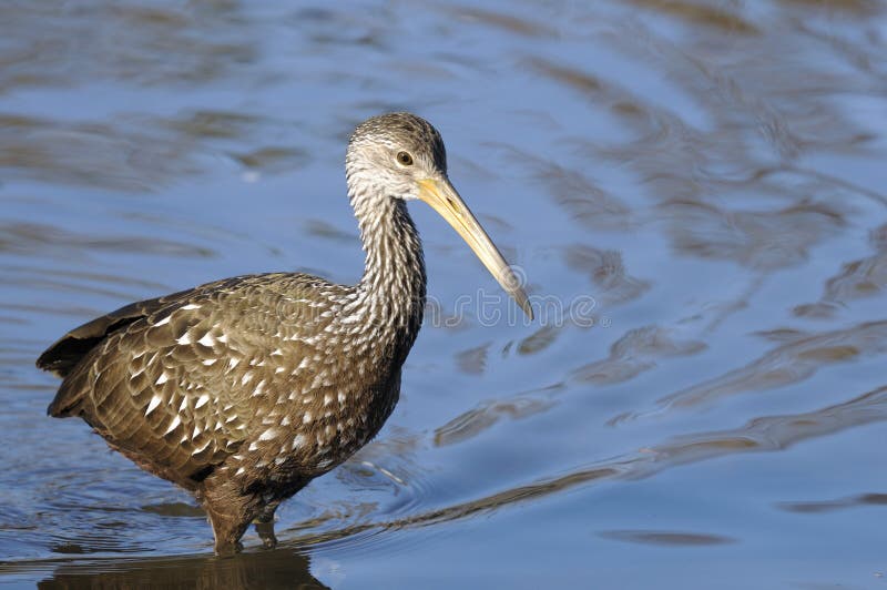 Aramus guarauna, limpkin walking and eating