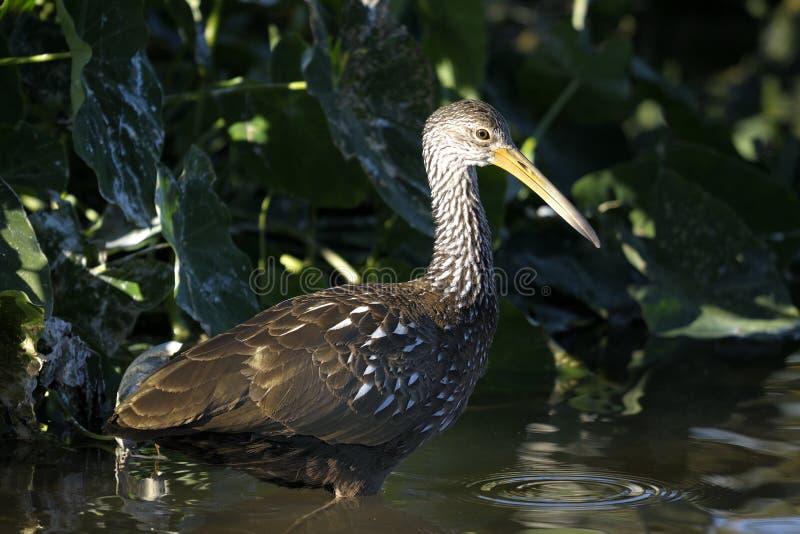 Aramus guarauna, limpkin walking and eating