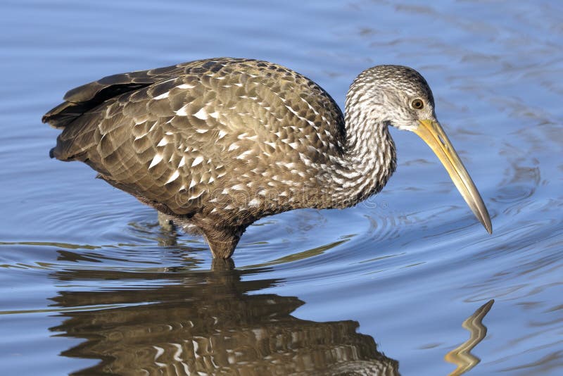 Aramus guarauna, limpkin walking and eating