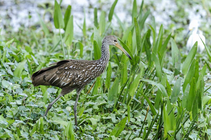 Aramus guarauna, limpkin, circle b bar reserve, florida