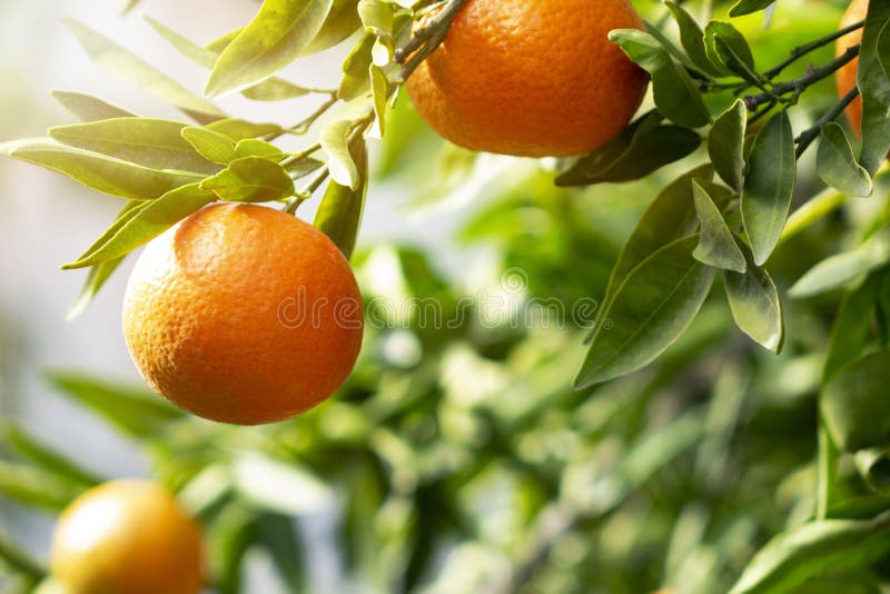 Arance o mandarini maturi che appendono su un albero Crescita di frutti succosa organica sana nel frutteto soleggiato fotografia stock libera da diritti Arance o mandarini maturi che appendono su un albero Crescita di frutti succosa organica sana nel frutteto soleggiato fotografia stock libera da diritti