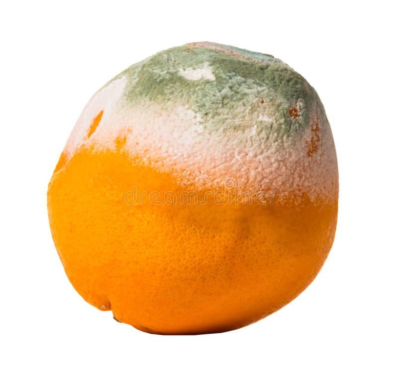 Arancia della frutta coperta di muffa fotografia stock Arancia della frutta coperta di muffa fotografia stock