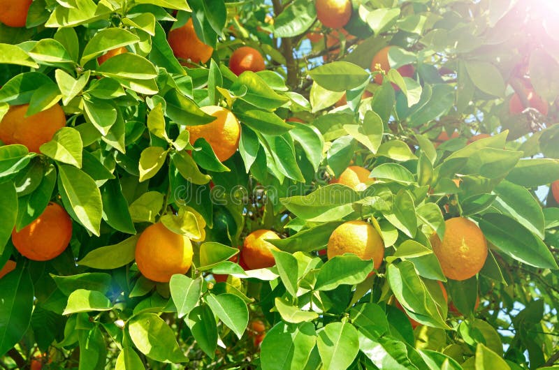 Arancio con frutta arancio matura Il grande raccolto nell'agrume di stagione Un ciclo continuo di maturazione, buon raccolto, vit