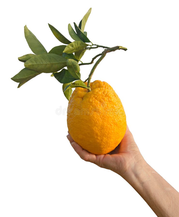 Arancio della holding della mano fotografia stock libera da diritti Arancio della holding della mano fotografia stock libera da diritti