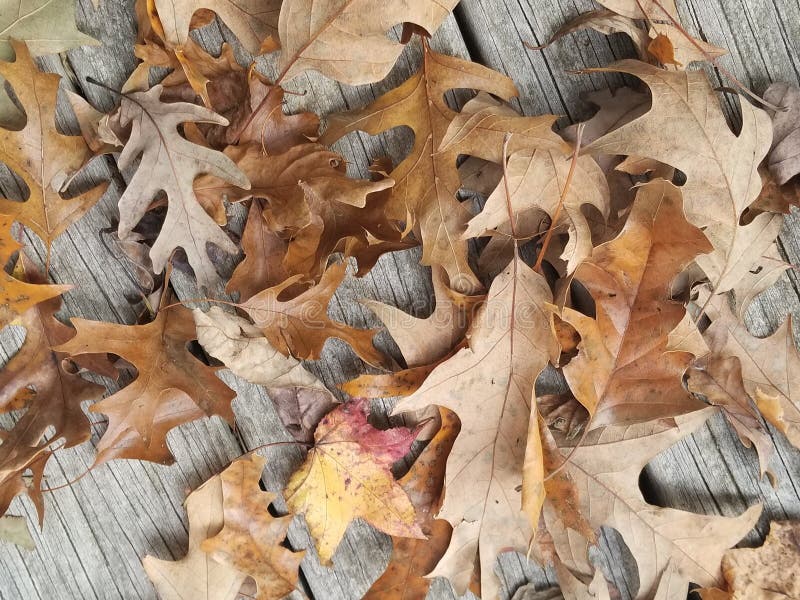 Arancione bruciato a foglia secca fotografia stock libera da diritti