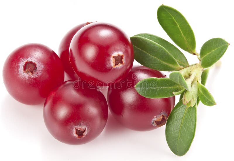 Arandos com folhas. imagens de stock Arandos com folhas. imagens de stock