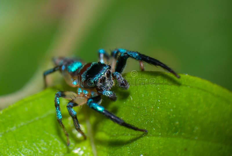 Aranha com bunda azul