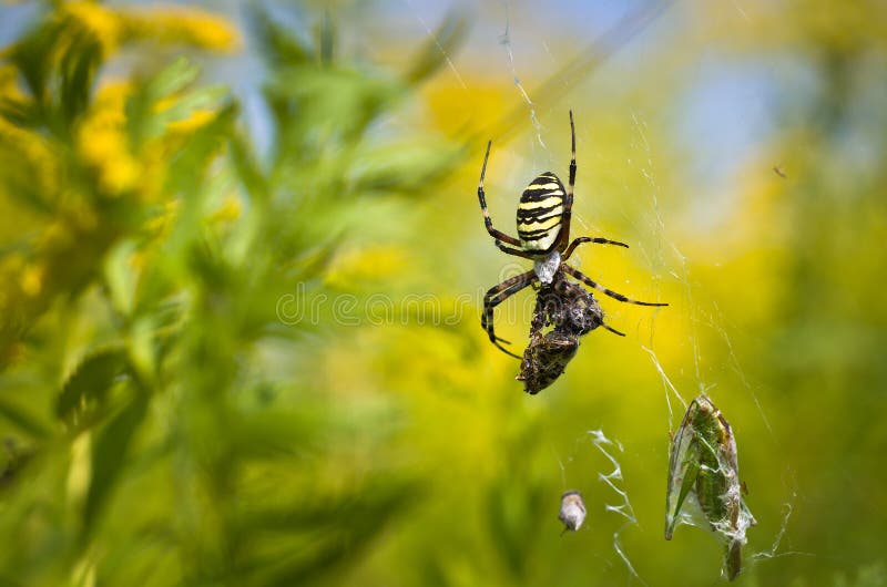Aranha - bruennichi do Argiope imagens de stock royalty free Aranha - bruennichi do Argiope imagens de stock royalty free