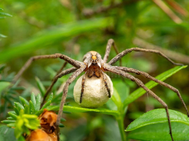 Aranha gigante carrega rato para ser seu almoço