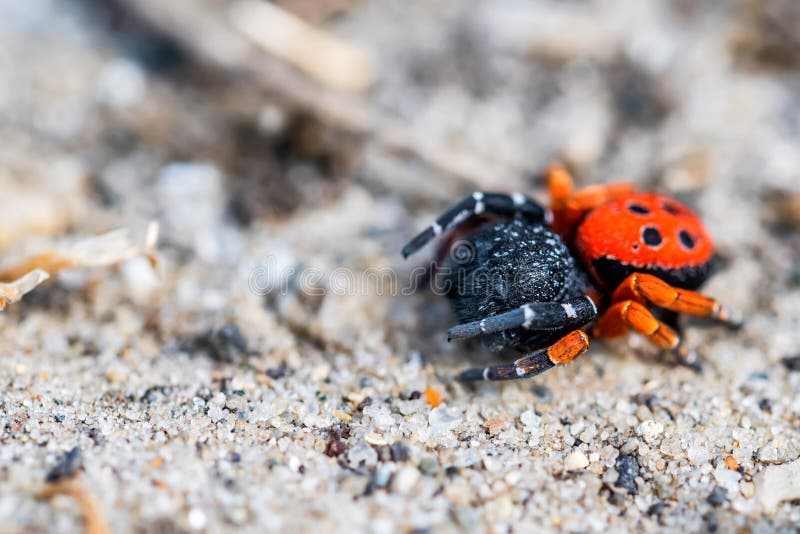 Aranha da joaninha ou de kollari de Eresus fim imagens de stock Aranha da joaninha ou de kollari de Eresus fim imagens de stock