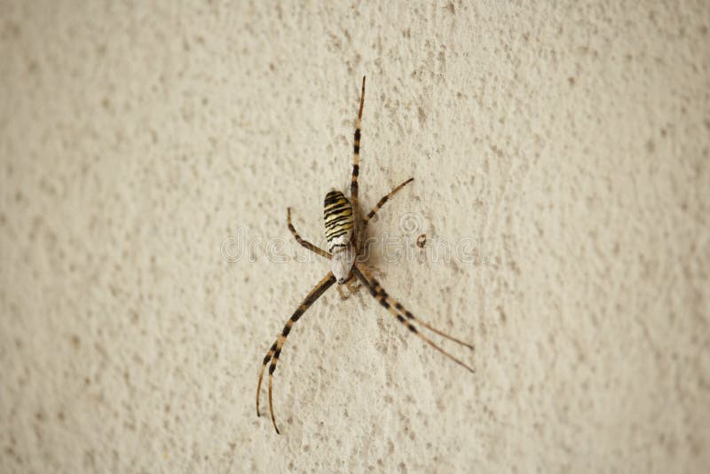 Aranha de Araneidae na parede no por do sol fotografia de stock Aranha de Araneidae na parede no por do sol fotografia de stock