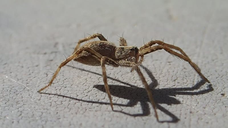 Aranha de Brown que espera e que sae do quadro