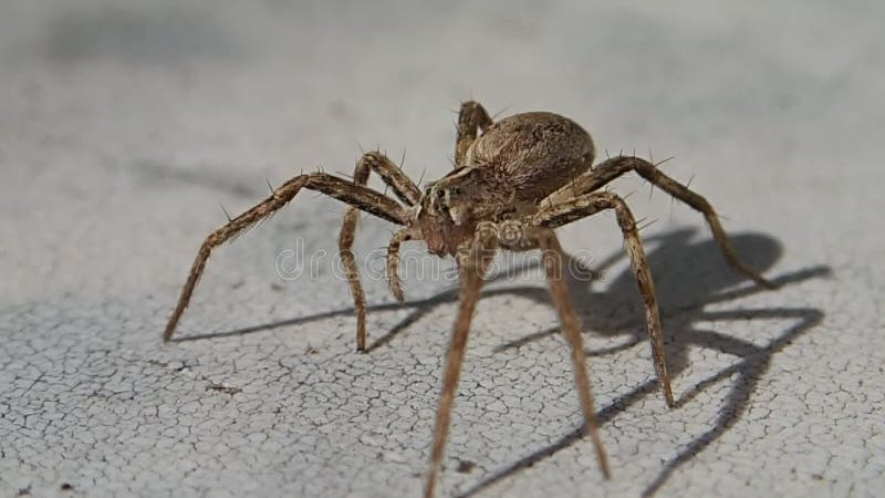 Aranha de Brown que sae do quadro