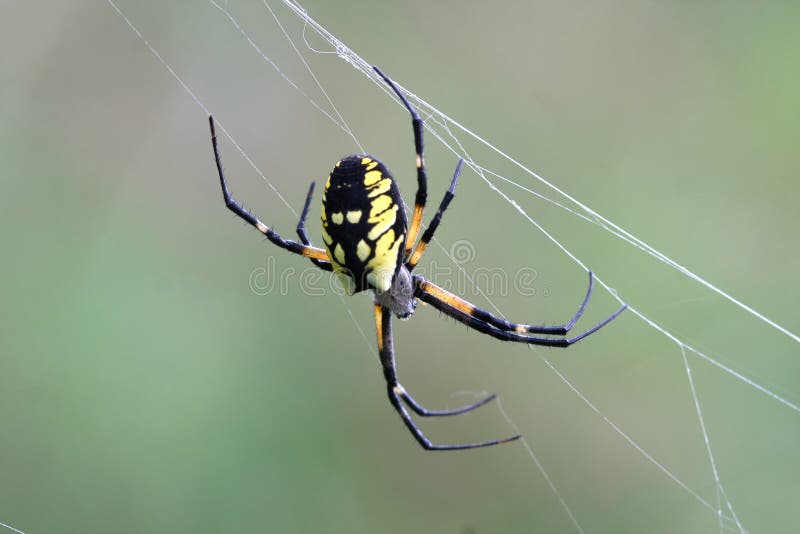 Featured image of post Aranha Preta E Amarela Confira as ltimas not cias sobre o maio amarelo e um tr nsito mais seguro no brasil e no mundo