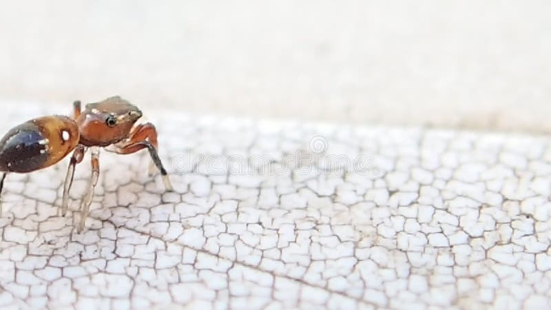 Aranha de salto marrom pequena que sae do quadro e que volta