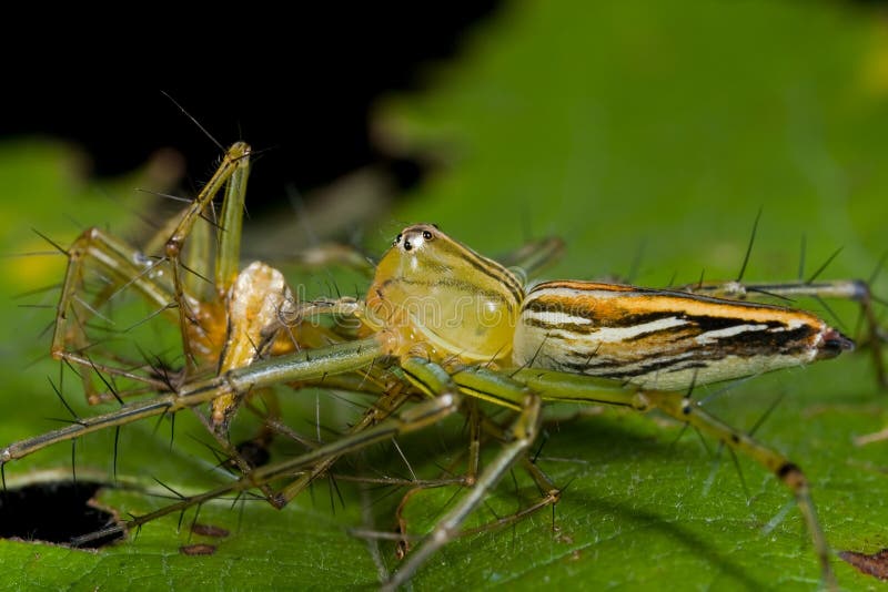 Macro shot of a female lynx spider eating a male lynx spider. Macro shot of a female lynx spider eating a male lynx spider