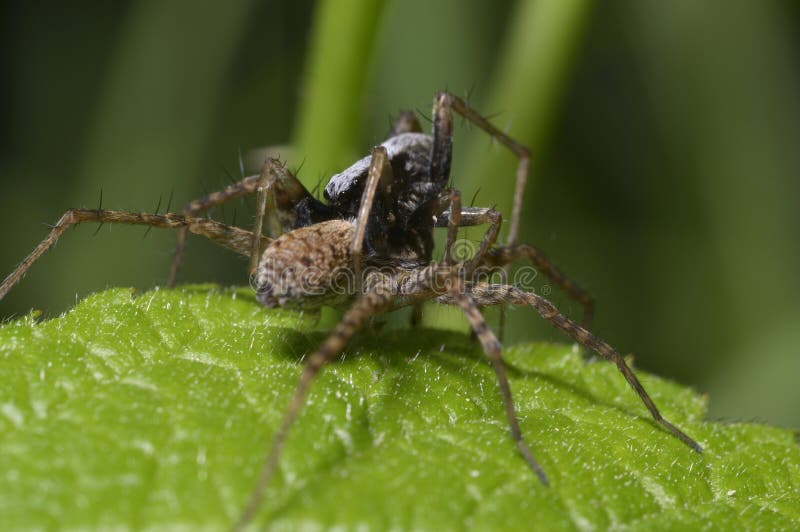 Close-up De Uma Lobo-aranha Em Austrália Central Foto de Stock - Imagem de  lobo, palavra: 48478266