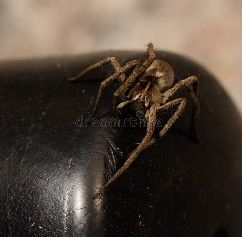 Close-up De Uma Lobo-aranha Em Austrália Central Foto de Stock - Imagem de  lobo, palavra: 48478266