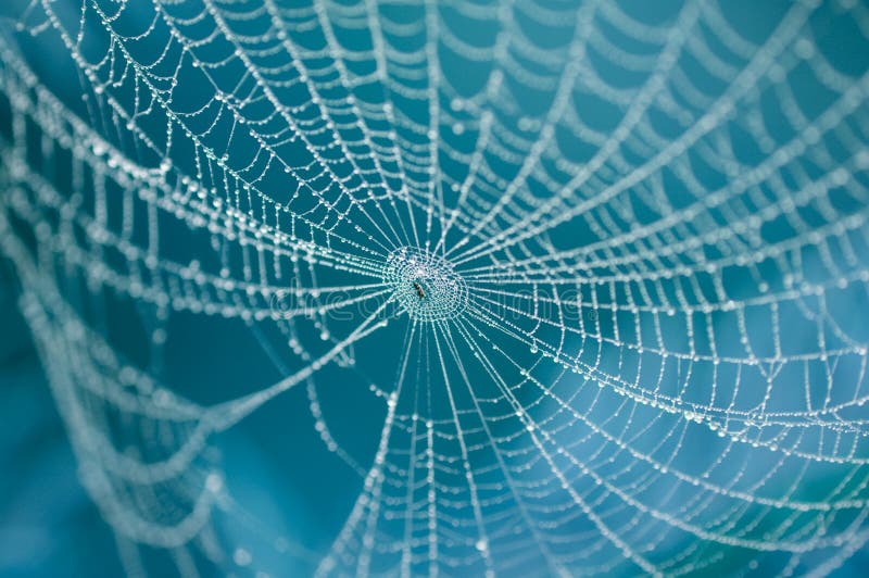 Aranha no Web