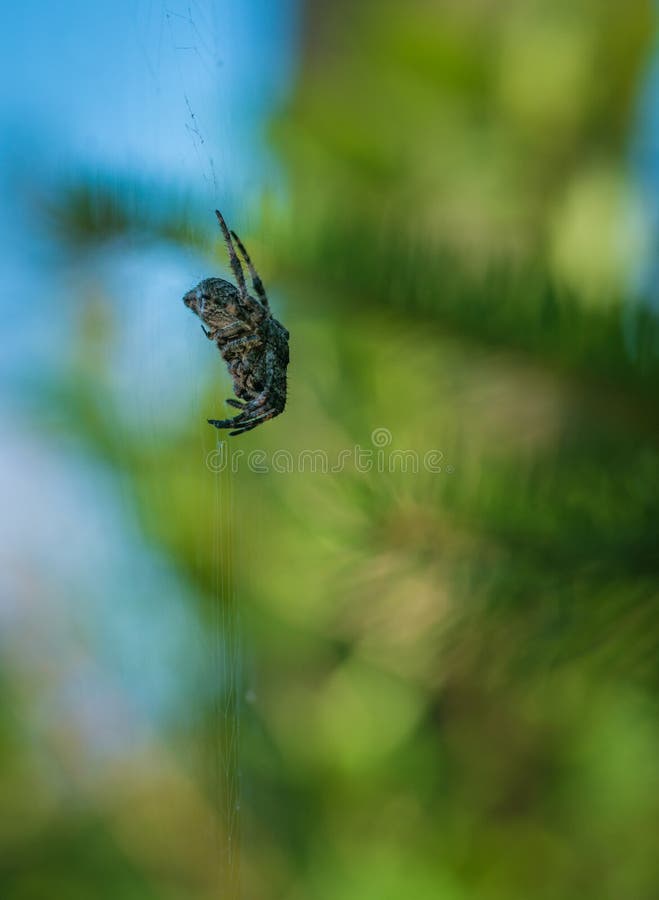 A aranha senta-se em sua teia de aranha fotografia de stock royalty free A aranha senta-se em sua teia de aranha fotografia de stock royalty free