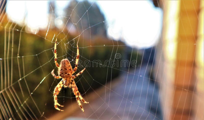 European Cross Spider Araneus Diadematus On Web. European Cross Spider Araneus Diadematus On Web