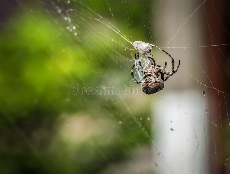 Aranha transversal que come sua rapina Foco seletivo com profundidade de campo rasa imagem de stock royalty free Aranha transversal que come sua rapina Foco seletivo com profundidade de campo rasa imagem de stock royalty free