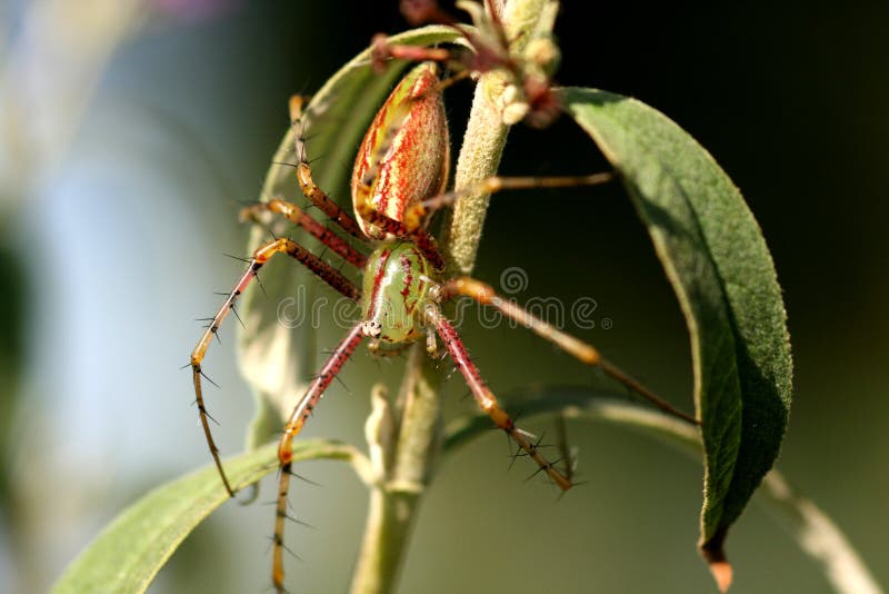 Aranha verde foto de stock Aranha verde foto de stock
