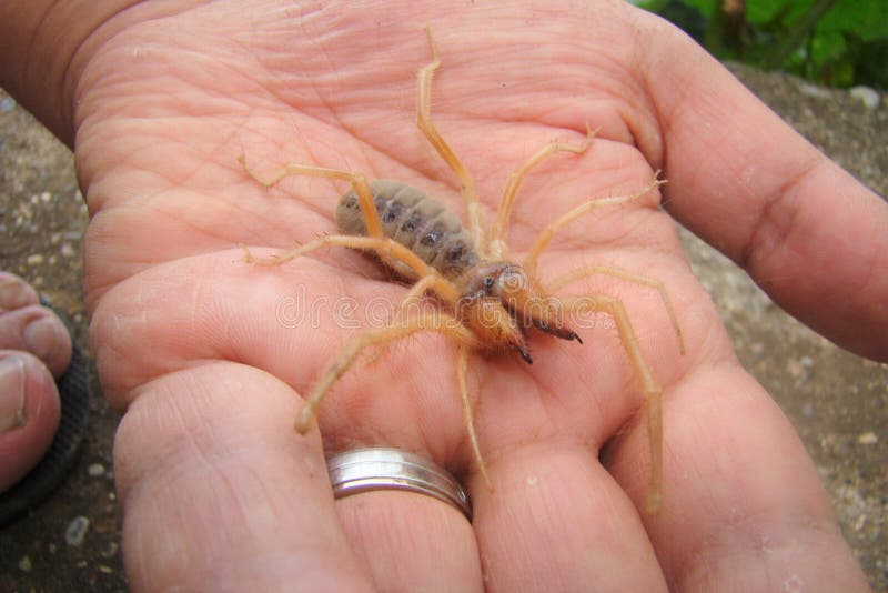 Camel spiders as pets. Not true scorpions.
Exotic veterinarian holding a sun spider, vet. Biologist.
wind scorpion, solifugae, arthropods, invertebrates. Camel spiders as pets. Not true scorpions.
Exotic veterinarian holding a sun spider, vet. Biologist.
wind scorpion, solifugae, arthropods, invertebrates.