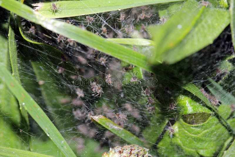 Aranhas-bebê recém-nascidas fotos de stock