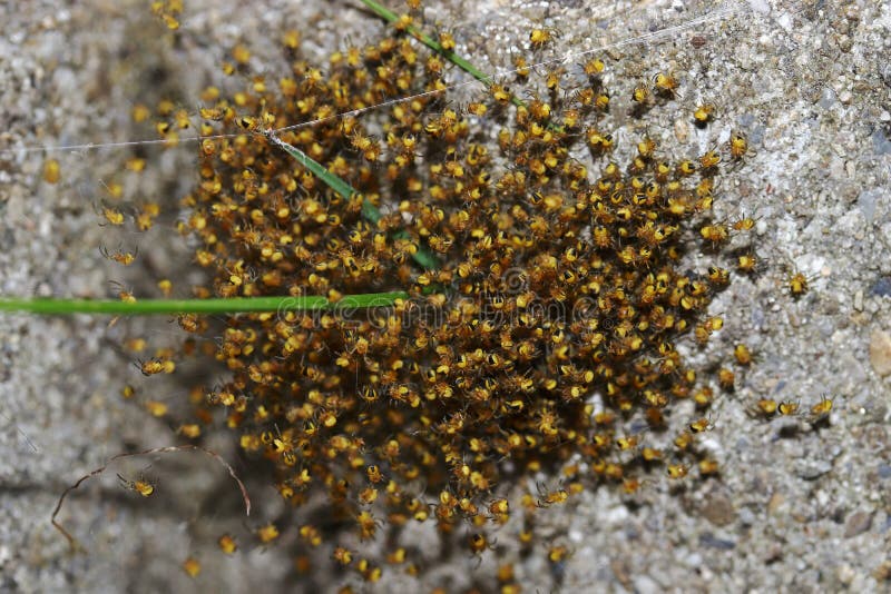 Aranhas transversais pequenas recentemente chocadas em uma pilha imagens de stock royalty free