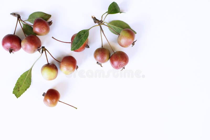 Aranjament botanic de toamnă. compoziția merelor mici pe fond alb. concept decorativ de cădere stock photos