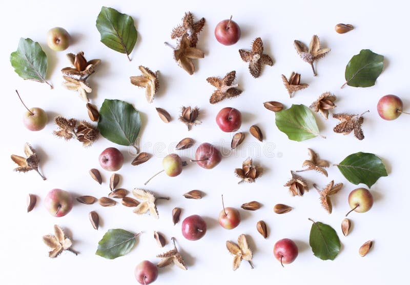 Aranjament botanic de toamnă. compoziție de mere mici și fructe cu coajă lemnoasă pe masă albă. concep decorativ pentru căderi royalty free stock images