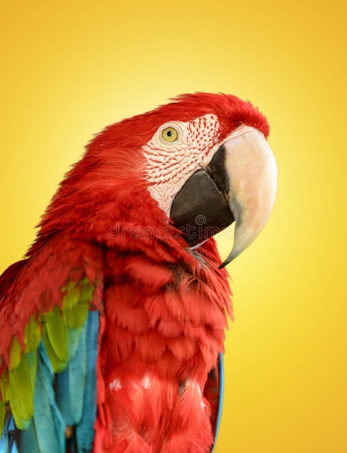 Papagaio Vermelho e Azul Arara imagens de stock