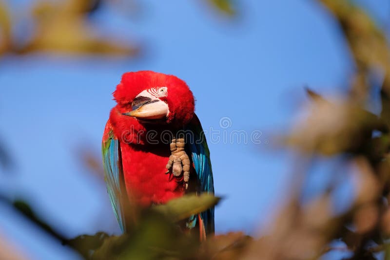 Arara vermelha e verde, Ara Chloropterus, Buraco DAS Araras, perto do bonito, Pantanal, Brasil imagem de stock Arara vermelha e verde, Ara Chloropterus, Buraco DAS Araras, perto do bonito, Pantanal, Brasil imagem de stock