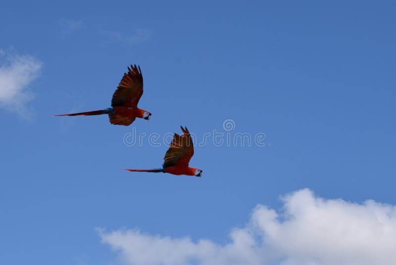 Papagaio de Kea foto de stock. Imagem de jogos, papagaio - 103429574