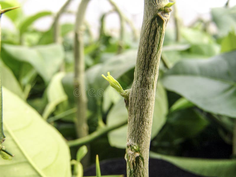 Orange Seedlings In A Nursery Stock Photo Image of cultivate, growing